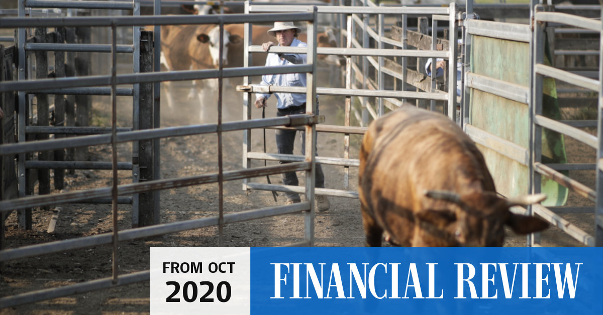 Australia's cattle kings and queens on top of the world